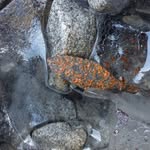Secrets Of The Ice