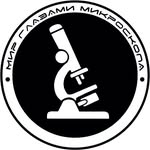 МИР ГЛАЗАМИ МИКРОСКОПА