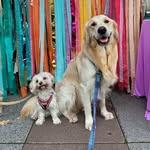 Pumpkin, the Malshi & Charlie, the Golden