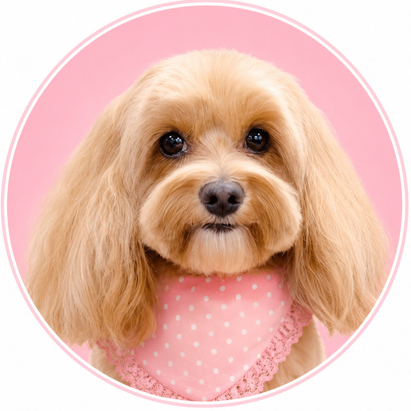 Mia Maltipoo