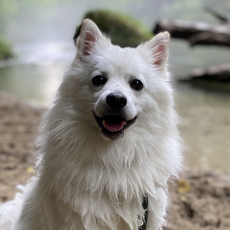 Pets Life