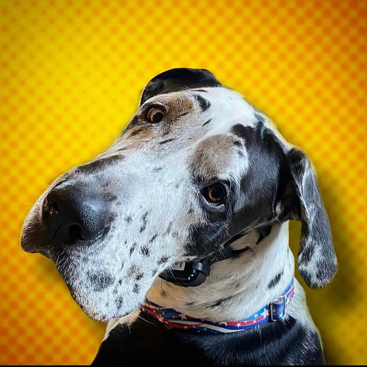 Largest lap DOG 🐶