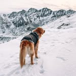 𝐒𝐡𝐚𝐝𝐨𝐰 🦁