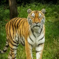 Wild Animals Planet