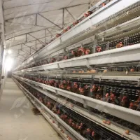 Chicken Cage Supplier