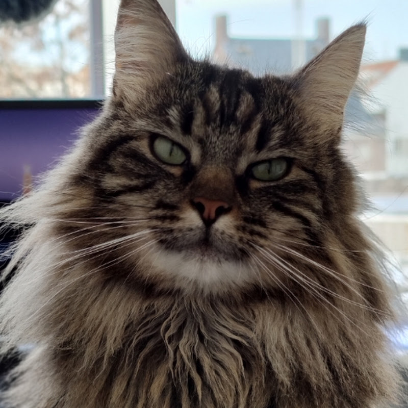 Lima The Cat