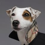 Jack Russell
