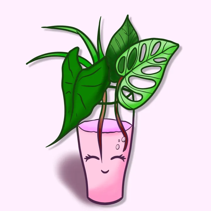 Grenadine_plants