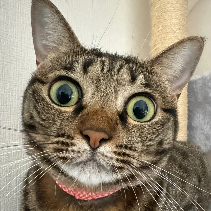 meika