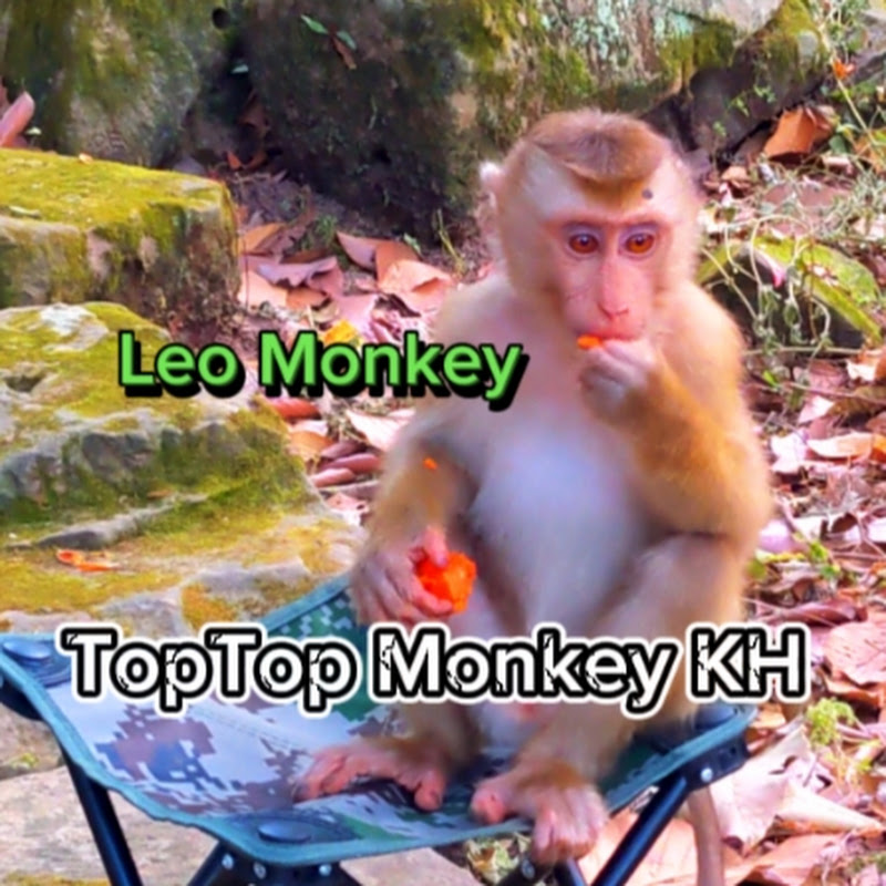 TopTop Monkeys KH