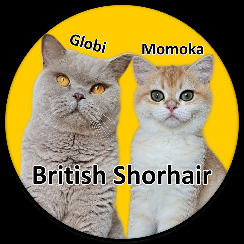 Globi & Momoka the Cats (British Shorthair)