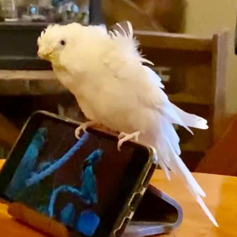 Angel Channel