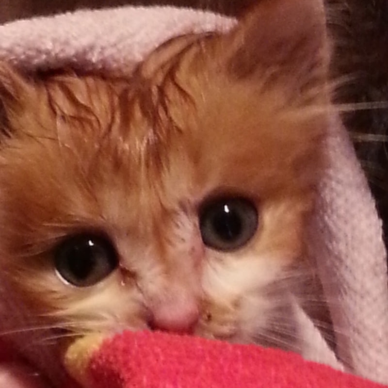 Cats in my Life