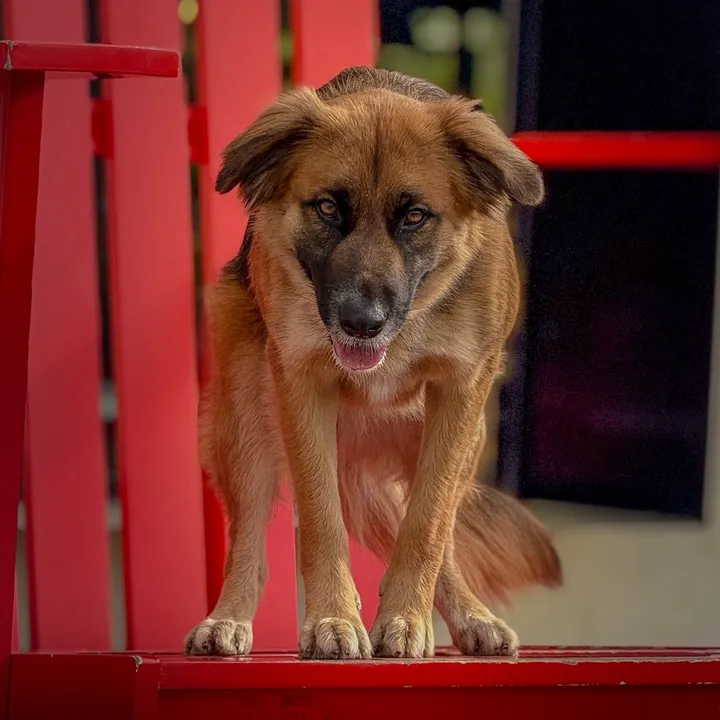 plainmutt
