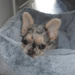 Carti The Frenchy