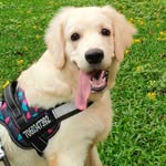 Luffy | Golden Retriever