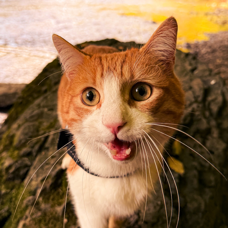Outdoor Adventure Cat TV