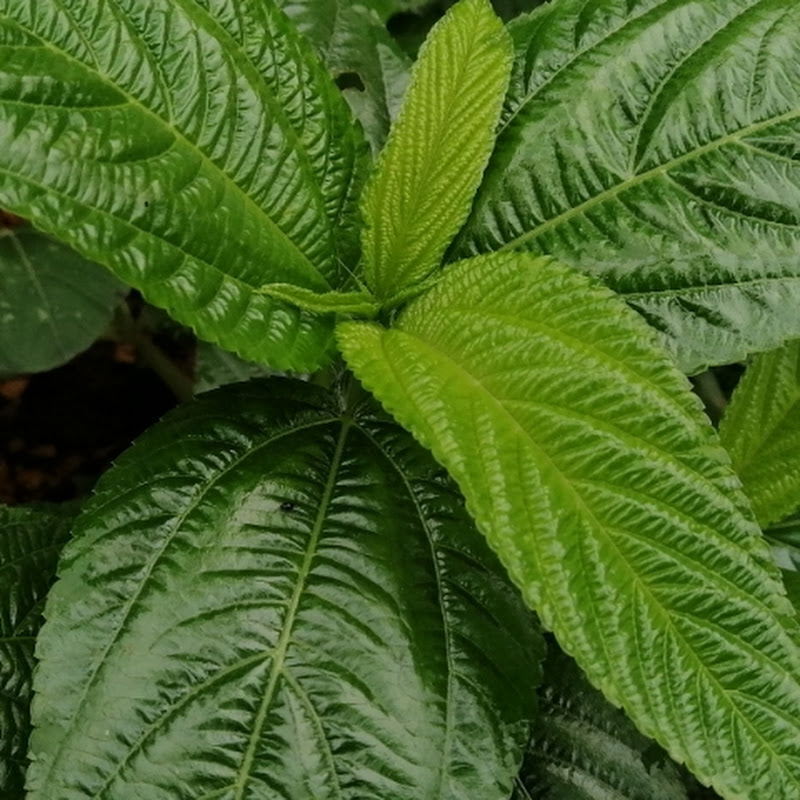 Diaspora du Désert au Pays