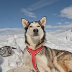 BELIZE | DOG ADVENTURES NORWAY