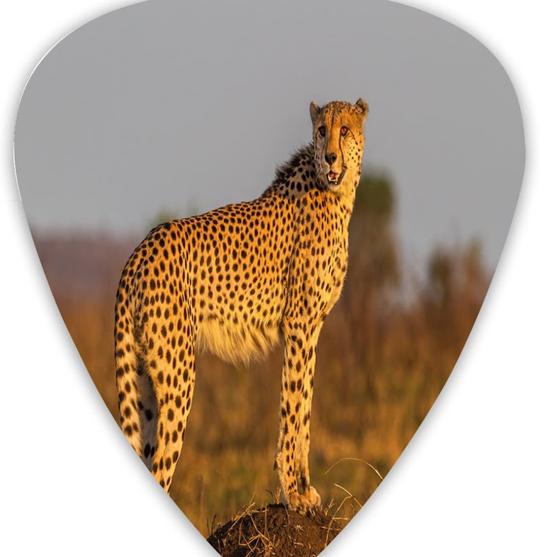 Wilds Animals