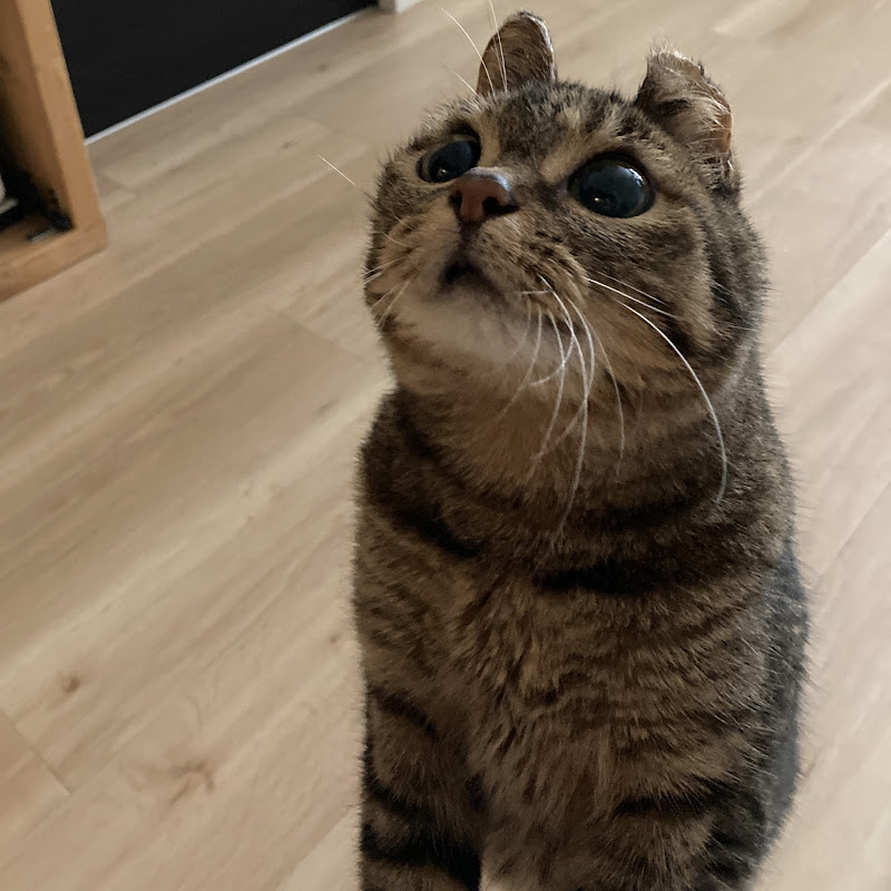 猫のナスキーと柴犬の甚八