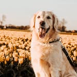 Lilly • The golden retriever
