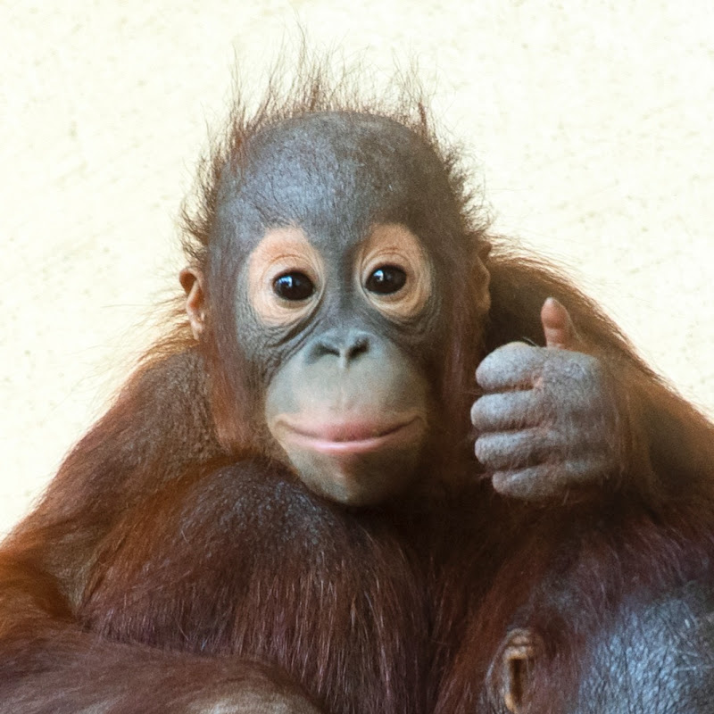 Funny and cute orangutans