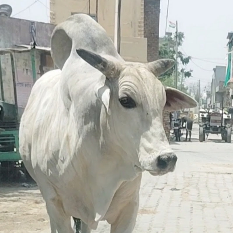 Haryanvi Nasal cow