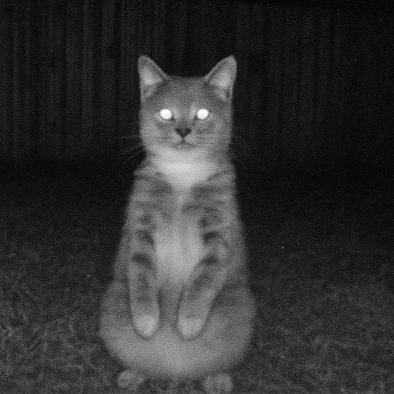 Cute Animal Camera