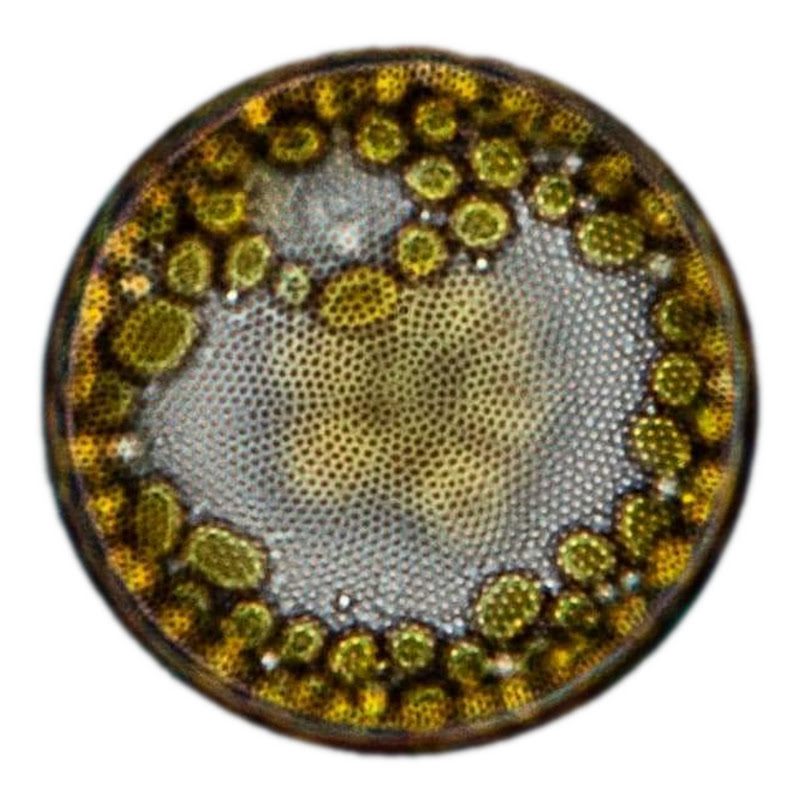 Thai Microcosmos