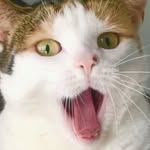 Pixi the office cat