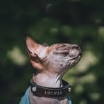 𝕷𝖚𝖈𝖎𝖋𝖊𝖗 🐈‍⬛ aka Luci 😻