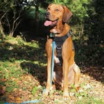 𝘔𝘺𝘭𝘰 🐾🩵