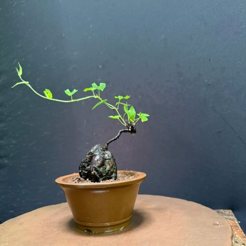 asiyan bonsai