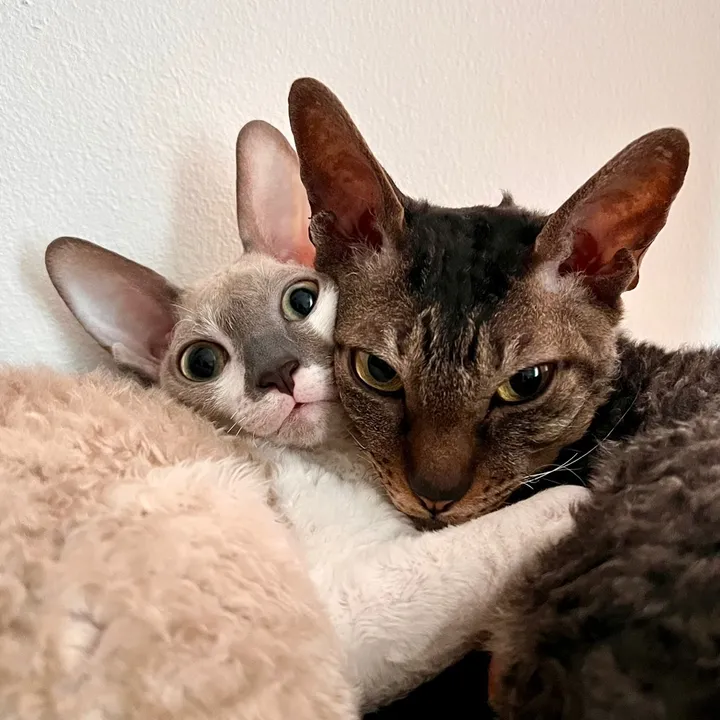 Yzma & Shorty