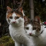 Maia & Gaia