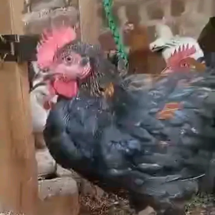 KIBERU local poultry farm