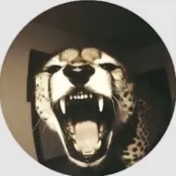 Rakelbjorgvins🐆