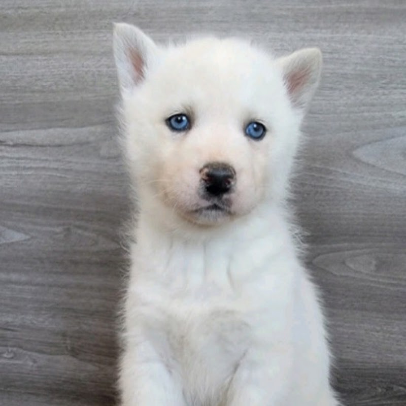 Sokah the Husky