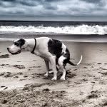 PoopingPooches.com