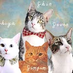 Cat Adventures | Doha Qatar
