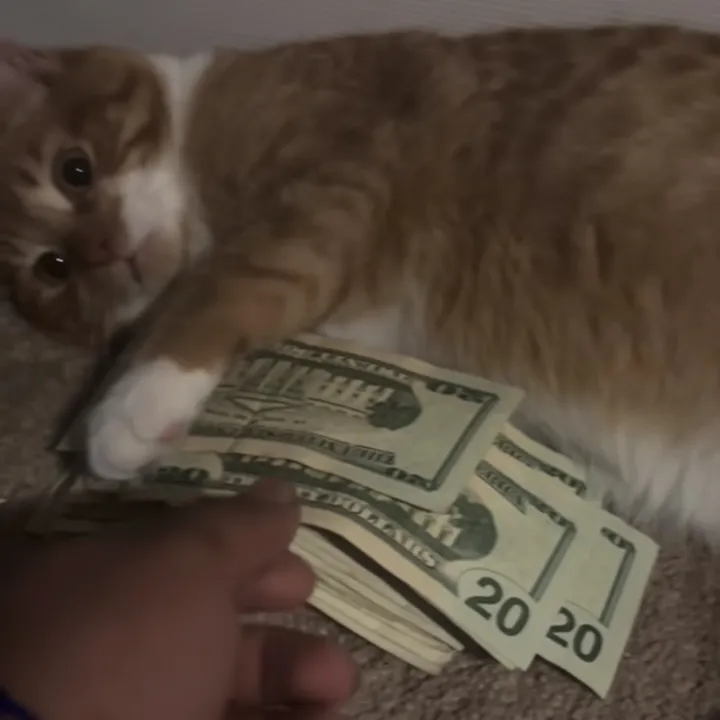 sobfqtzd8q1