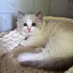 𝓑𝓮𝓵𝓵𝓮𝓼ꨄ︎𝓜𝓲𝓵𝓵𝓪