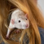 Sweet Rats of Mine