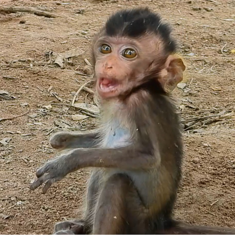 Nary monkey 