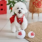 🅒🅤🅡🅛🅨TheMcoDog🇲🇾