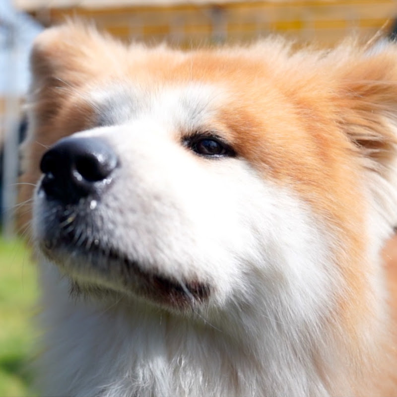 AKITA INU"SANGO" 
