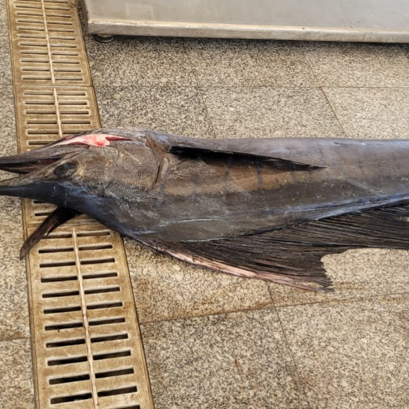 All Over Fish
