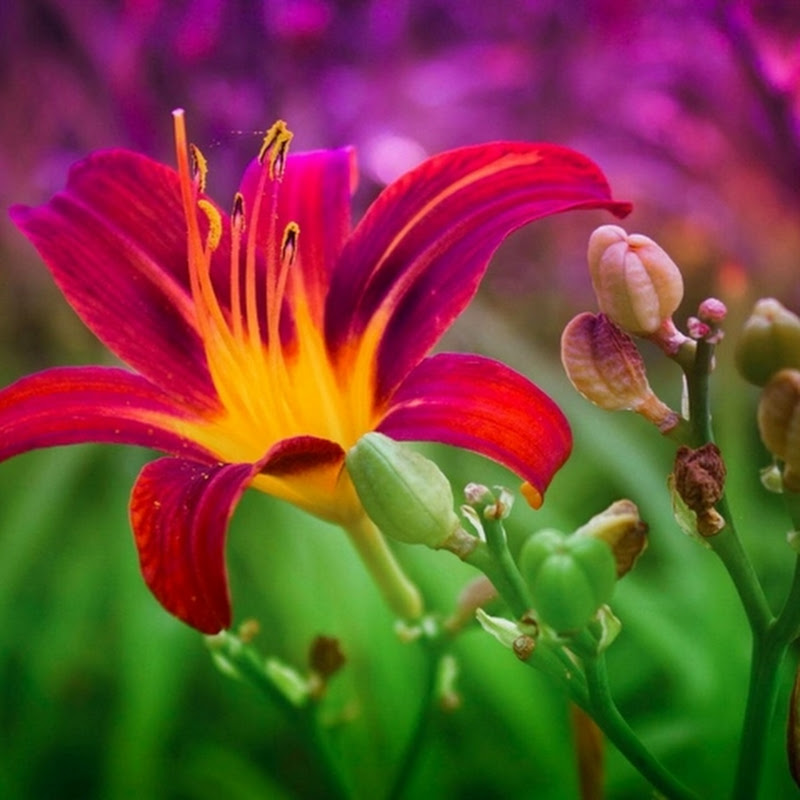 All Season Gardening