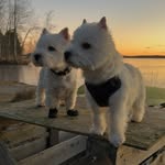 Westie besties Aku & Jare & iivo